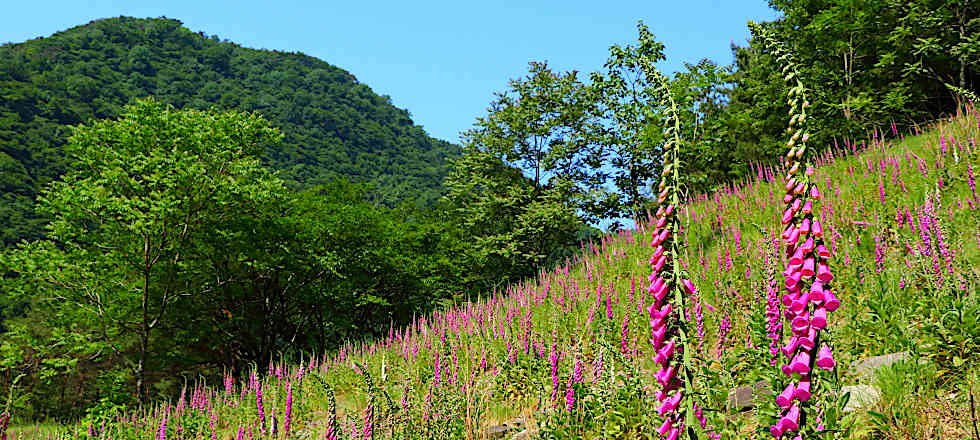 この写真のサイズ980x440です