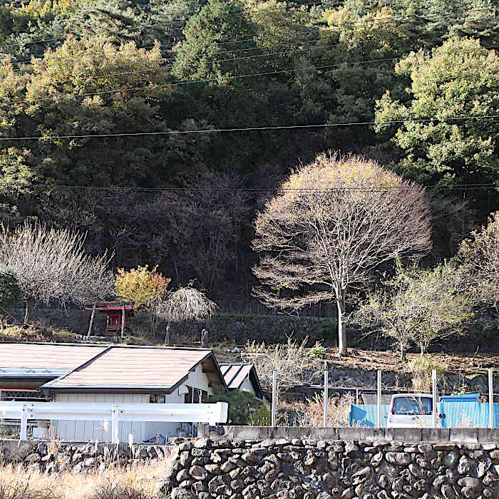 11.赤沢地区の秋