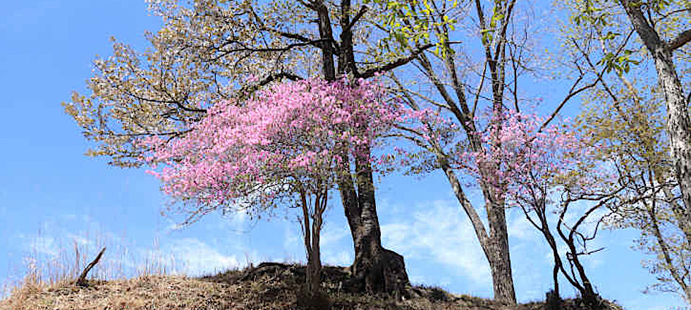 トップページ写真980x440