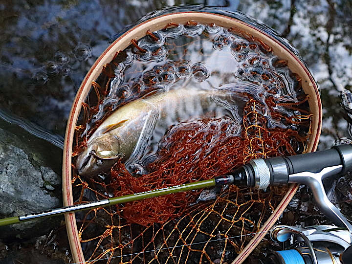 釣り上げたイワナの画像