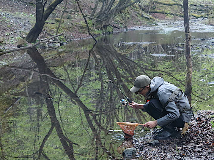 釣り上げたイワナをリリース