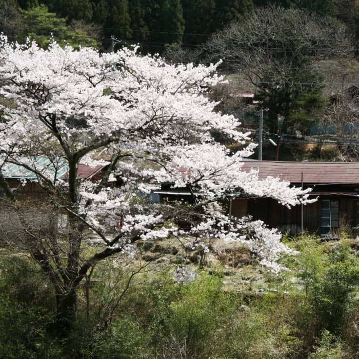 7.渡良瀬地区