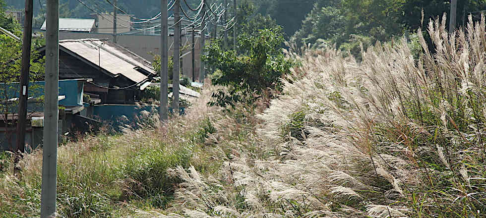 この写真のサイズ980x440です
