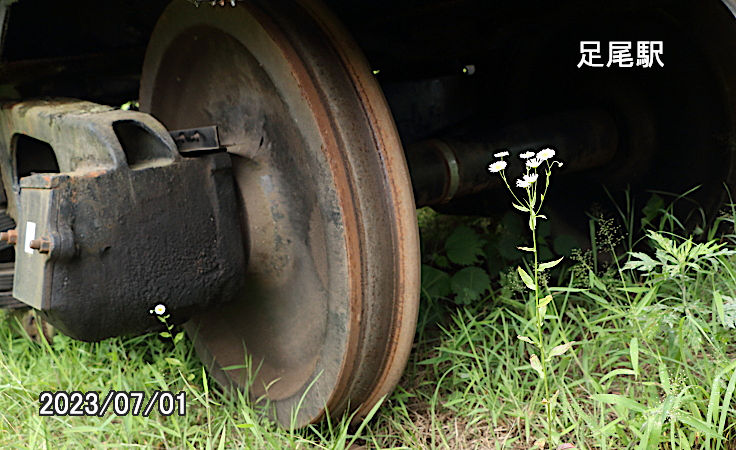 足尾駅ヒメジョオン