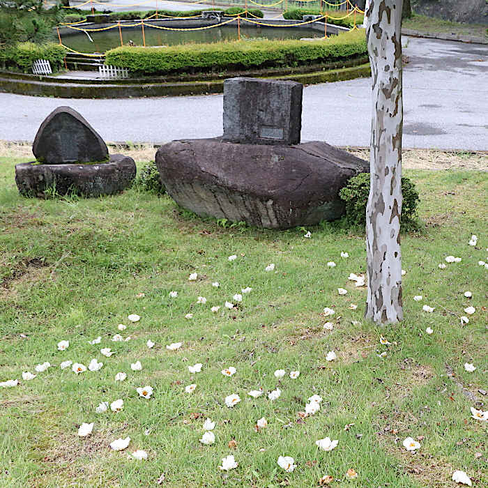 7.廃校に二つの石碑夏椿